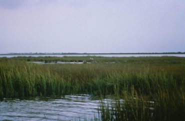 Photo courtesy of U.S. Fish and Wildlife Service via Wikimedia