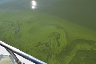 ElizabethMiller-Erie-Algae-Sept2017
